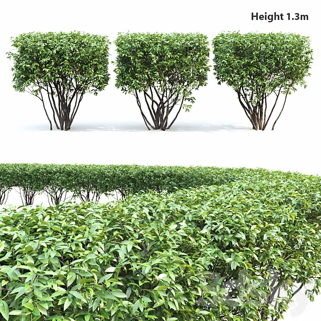 Birucina (Ligustrum) hedge ?2 3DModel