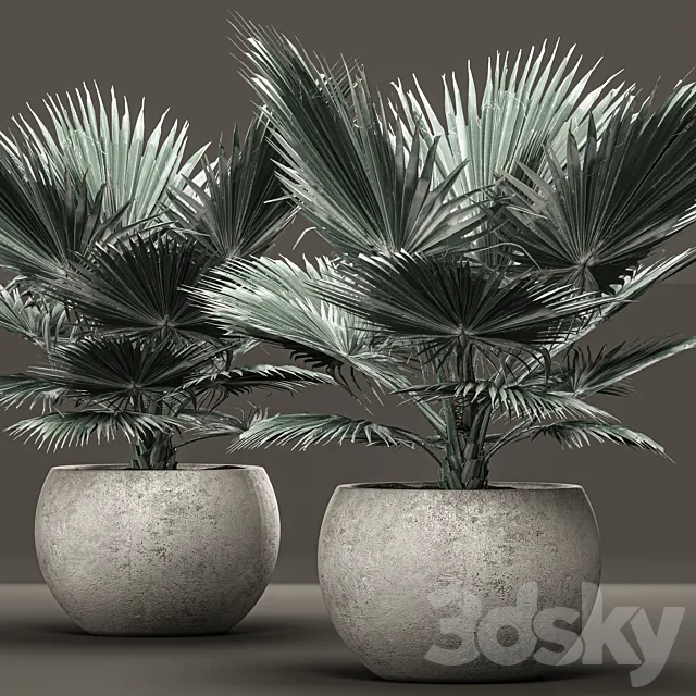 Bismarckia nobilis 2. fan palm blue palm brachea bismarckia concrete flowerpot 3D Model