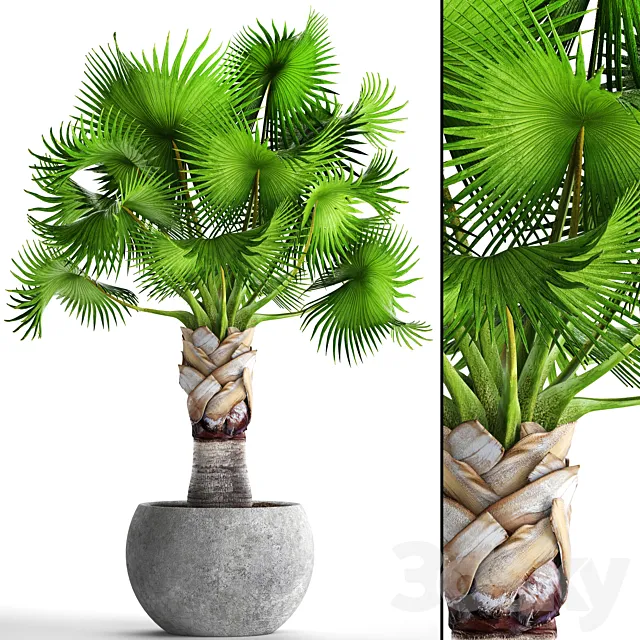 Bismarckia Nobilis green. fan palm brachea bismarckia palm tree in a vase pot decorative outdoor 3D Model
