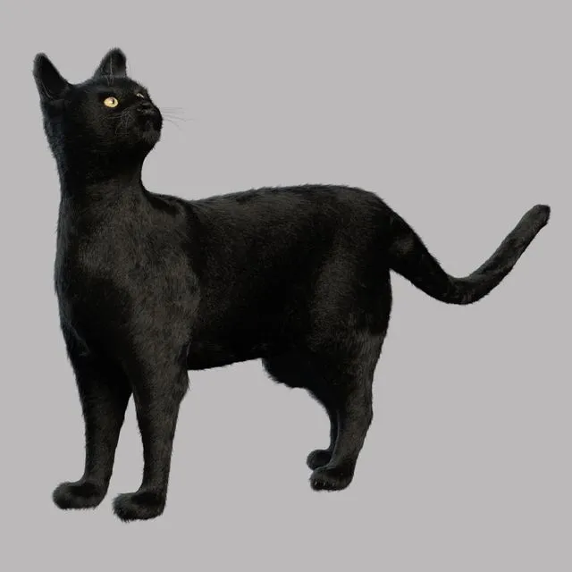 Black Cat 3D Model