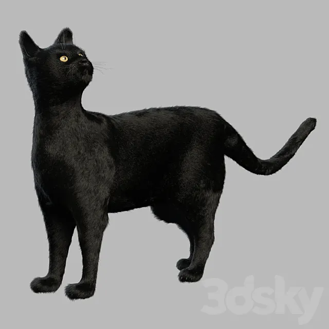 Black Cat Free Download