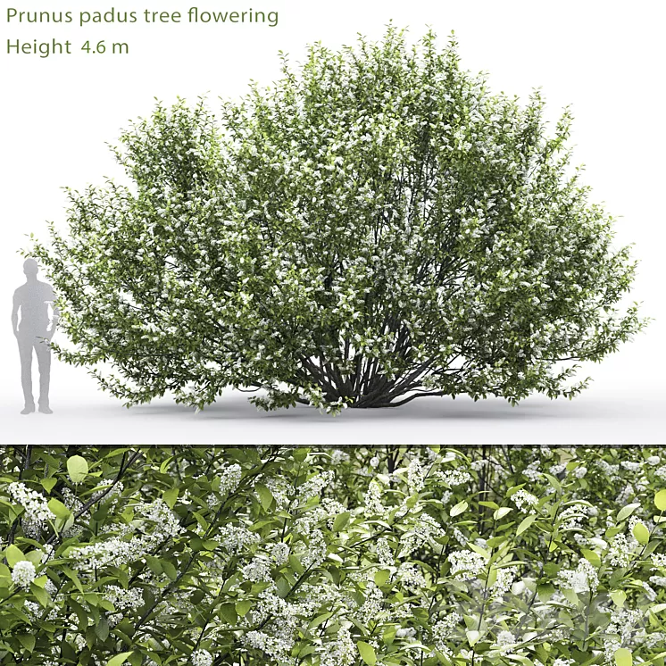 Black cherry | Prunus padus flowering # 2 (4.6m) 3D Model