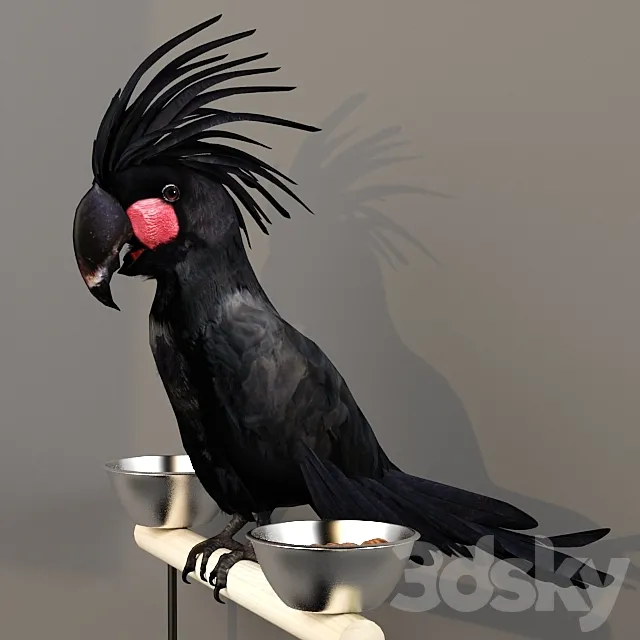 Black Cockatoo. Probosciger aterrimus 3D Model