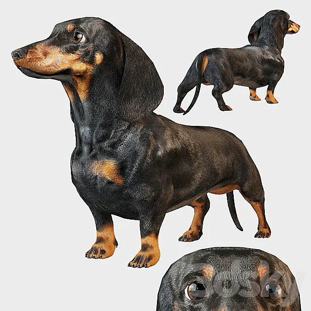 Black dachshund 3D Model
