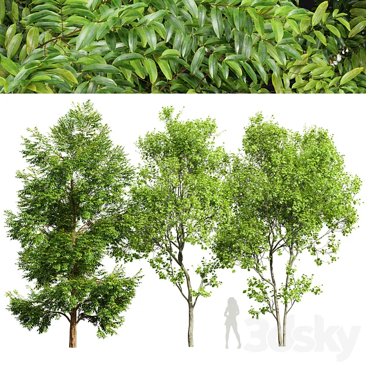 Black locust blossom and Acer Saccharinum 3D Model Free