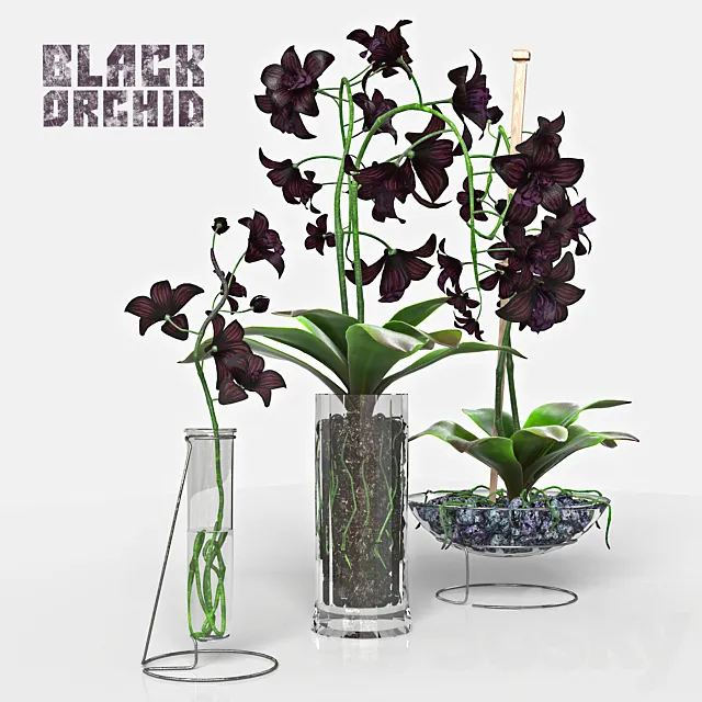 Black Orchid set 3D Model