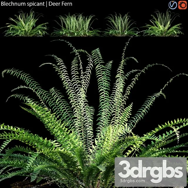 Blechnum Spicant Deer Fern 02 3D Model Free