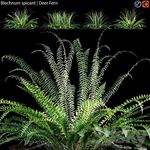 Blechnum spicant - Deer Fern - 02 3D Model