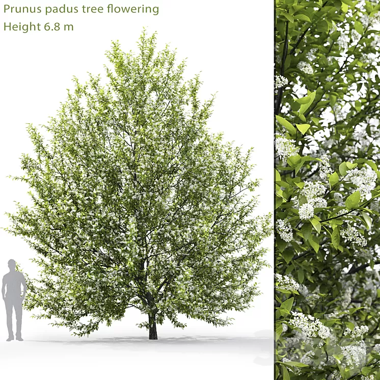 Blooming cherry tree | Prunus padus # 1 (6.8m) 3D Model