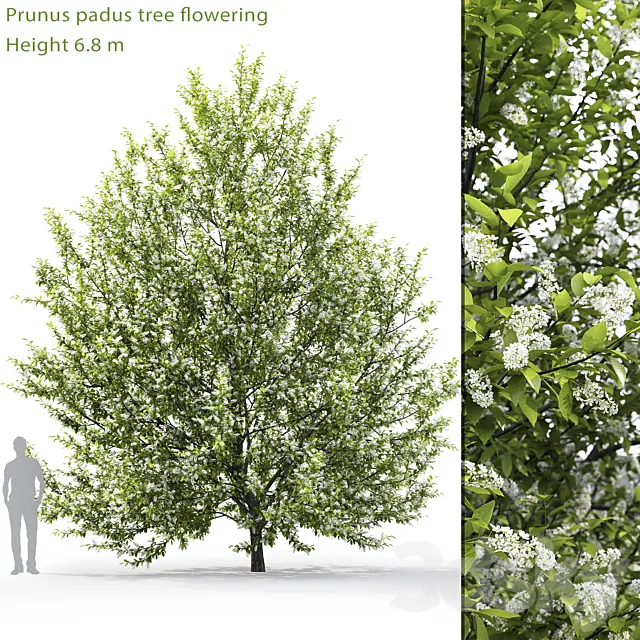 Blooming cherry tree | Prunus padus # 1 (6.8m) 3DModel