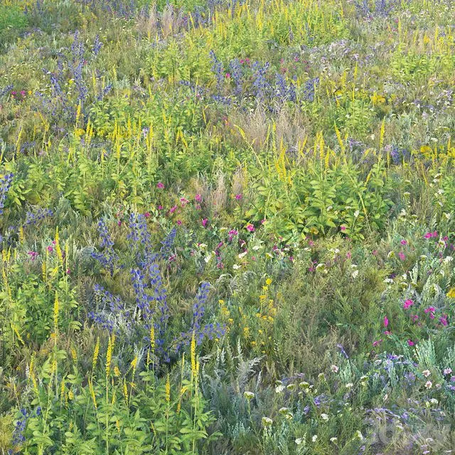 Blooming meadow grass 2 3D Model