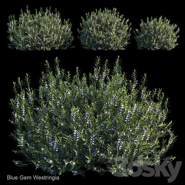 Blue gem westringia 3D Model
