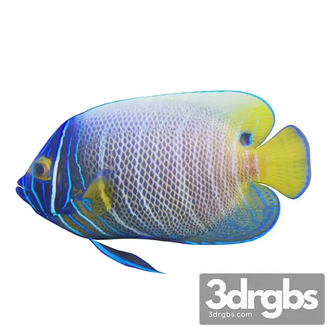 Blue Girdled Angelfish Set 03 3D Model Free