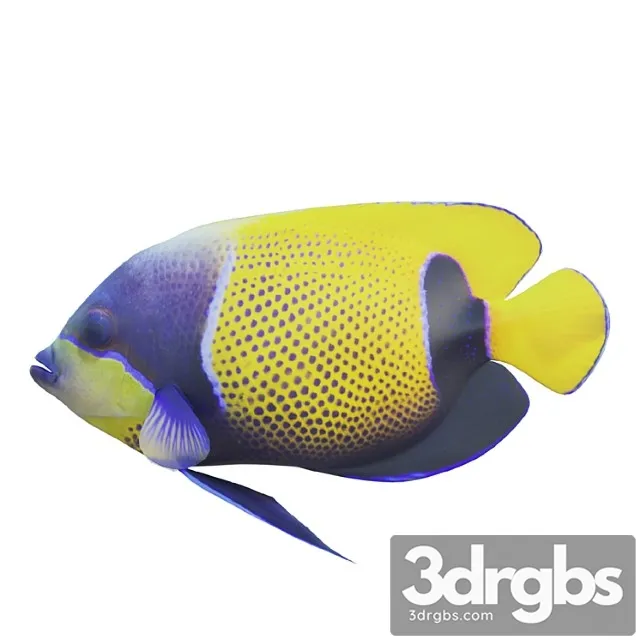 Blue Girdled Angelfish Set 04 3D Model Free