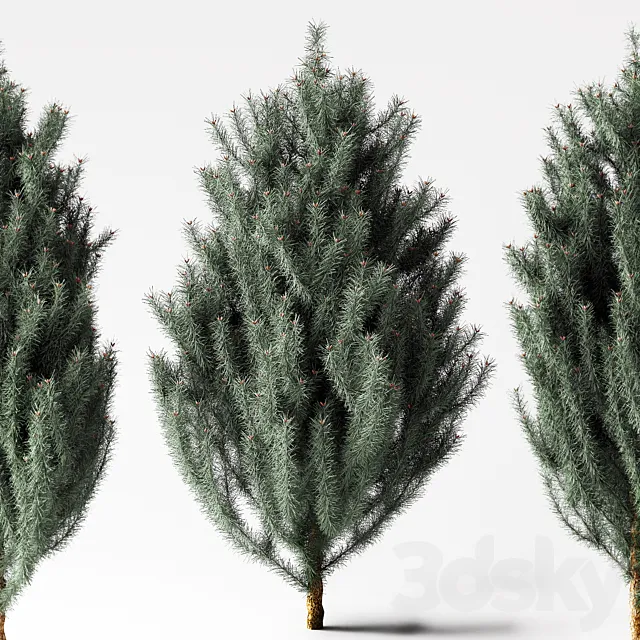 blue Pine 3DModel