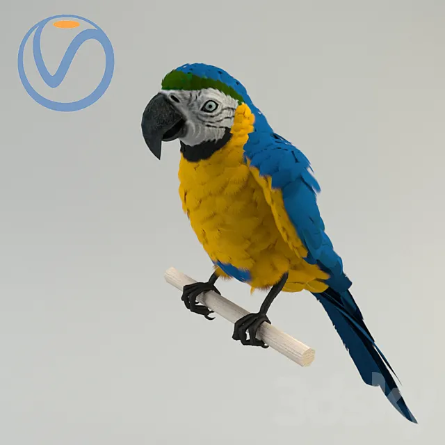 Blue-yellow macaw 3D Model