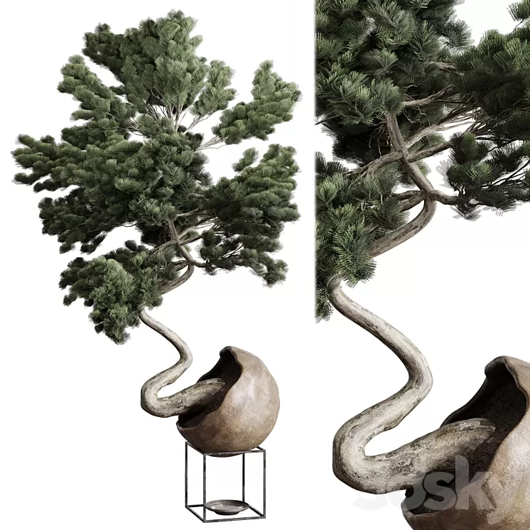 Bonsai 01 3D Model Free