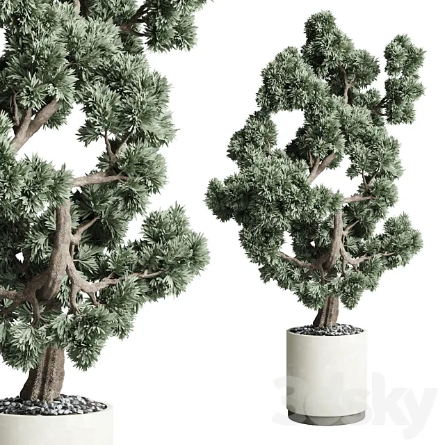 Bonsai 02 3D Model