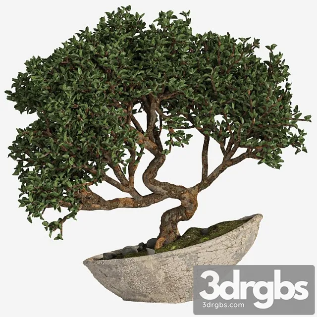 Bonsai 04 Indoor 3D Model Free