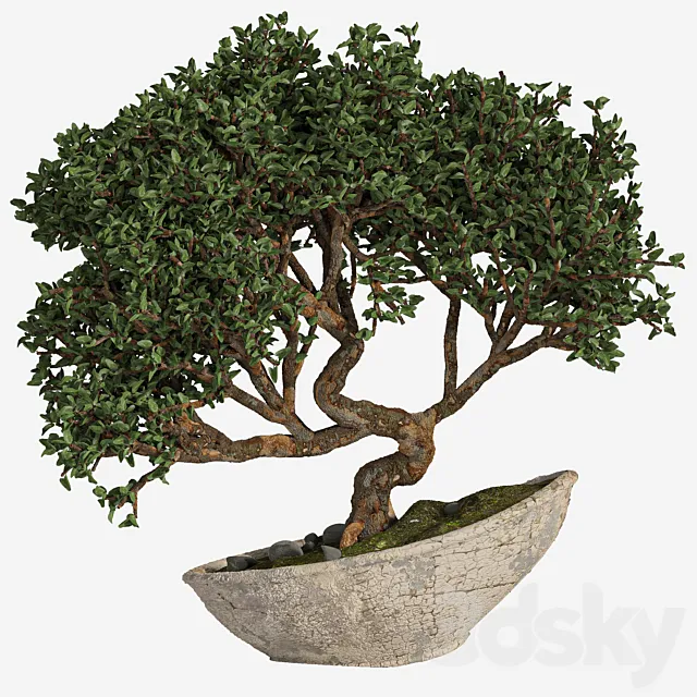 bonsai 04 indoor 3DModel
