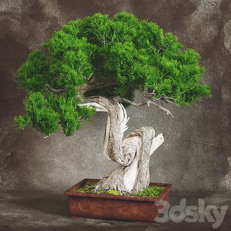 Bonsai 2 3D Model