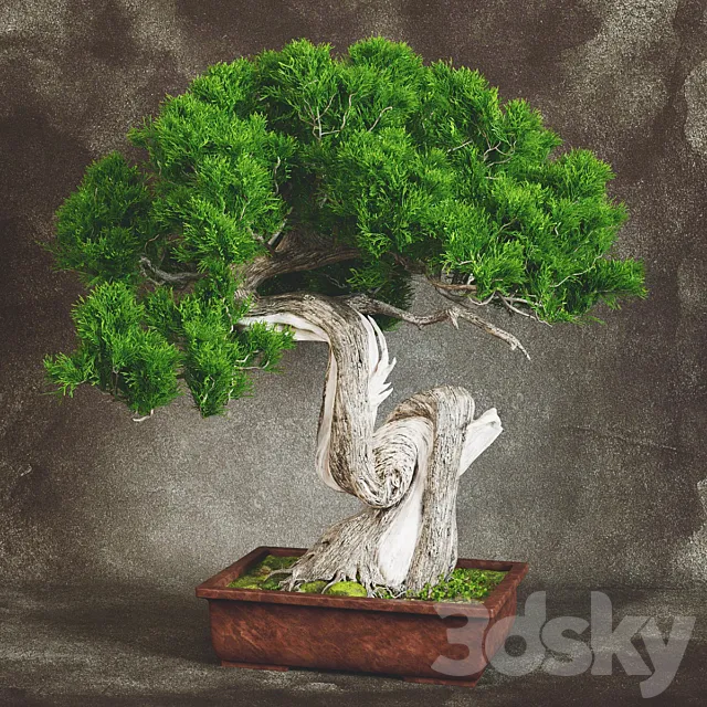 Bonsai 2 3DModel