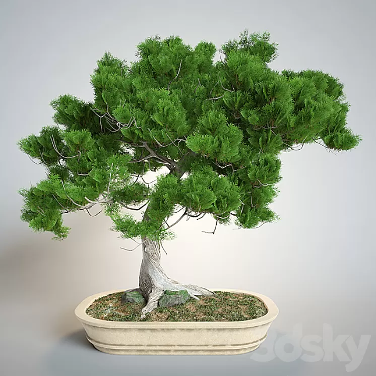 Bonsai 3D Model