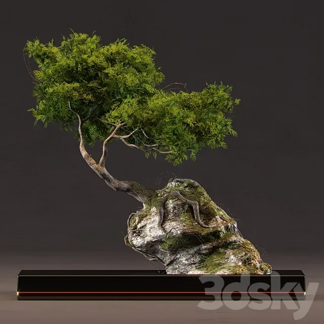 Bonsai 3D Model