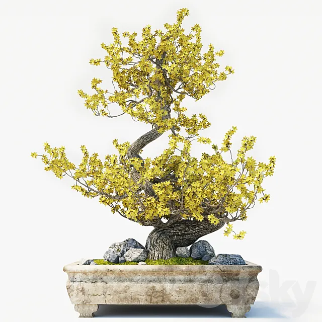 Bonsai 3D Model