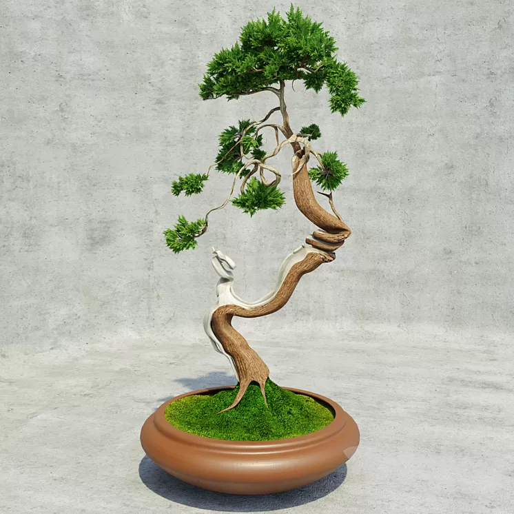 Bonsai 3D Model