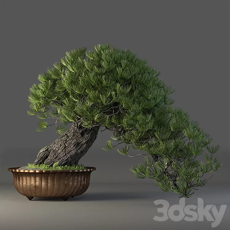 Bonsai 3D Model