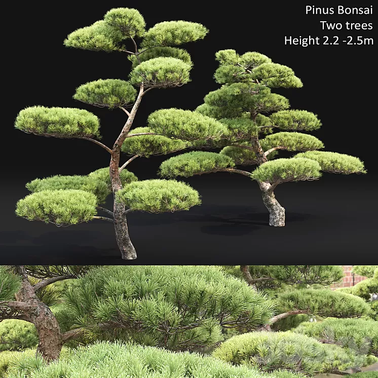 Bonsai 3D Model