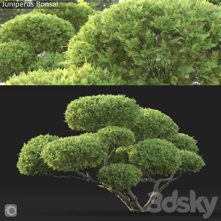Bonsai 3D Model Free