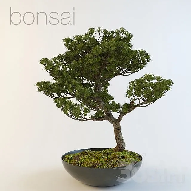 bonsai 3D Model