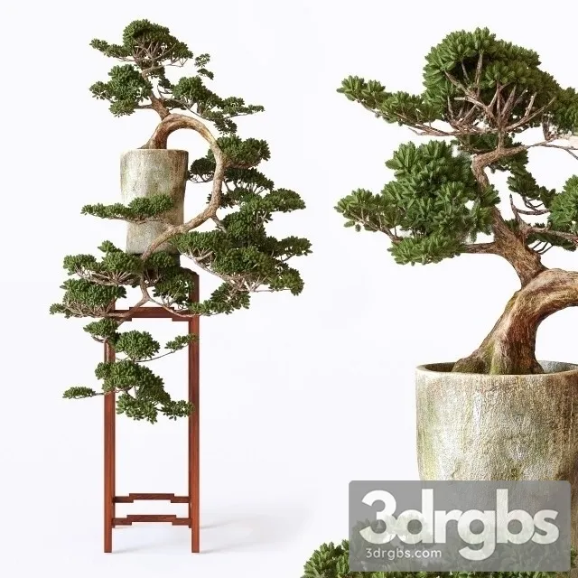Bonsai 3D Model Free