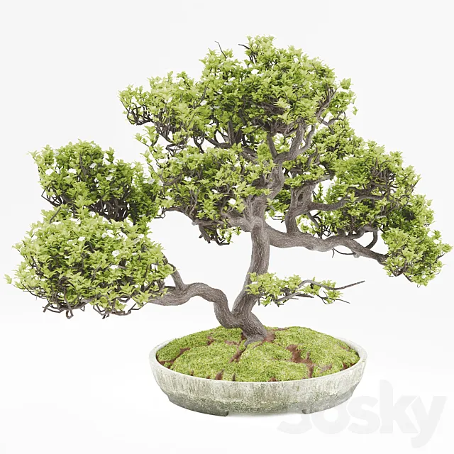 Bonsai 3DModel