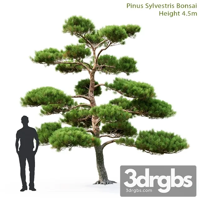 Bonsai 56 3D Model Free
