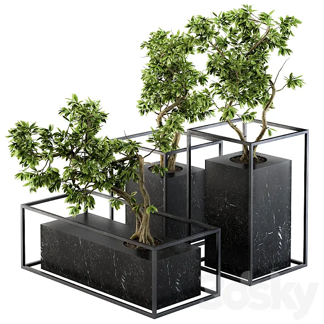 Bonsai Benjamin indoor Plants - Set 101 Free Download