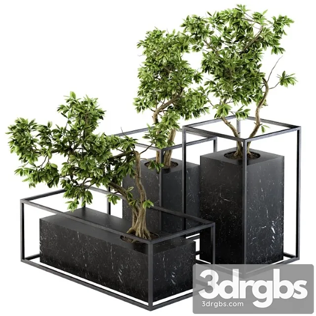 Bonsai benjamin indoor plants - set 101