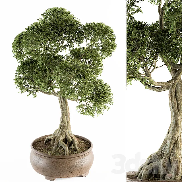 Bonsai broadleaf - indoor plants Set 208 3DModel