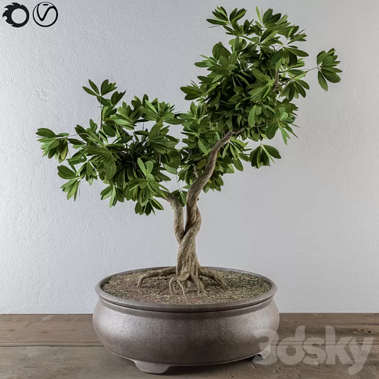 Bonsai broadleaf tree 3D Model