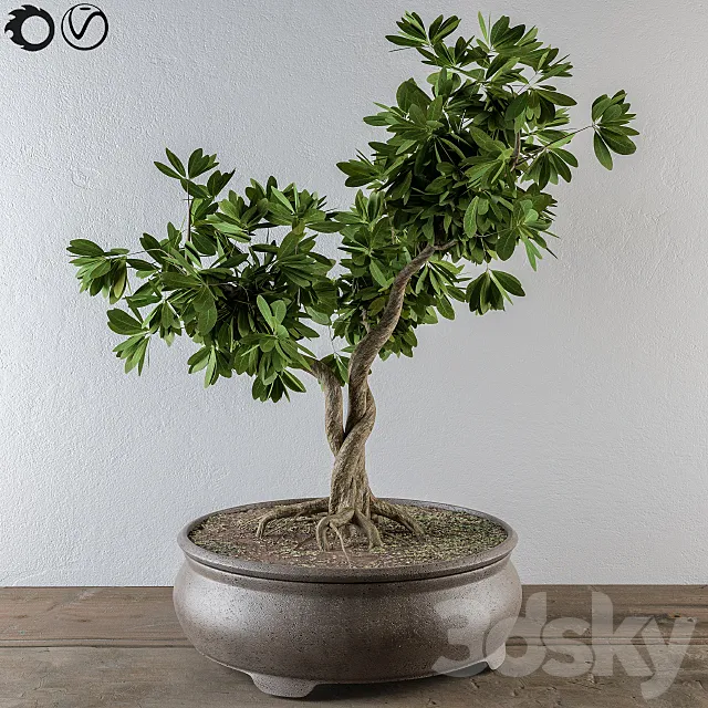Bonsai broadleaf tree 3DModel