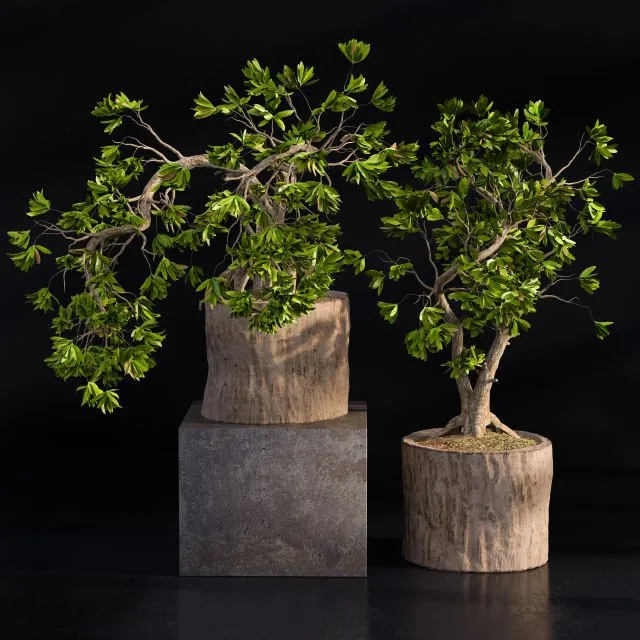Bonsai broadleaf wooden pot 3D Model