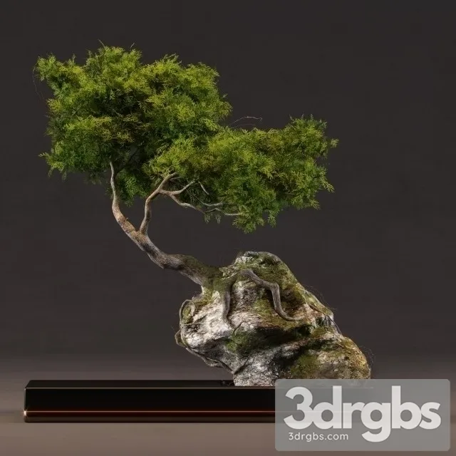 Bonsai Grows Rocks 3D Model Free