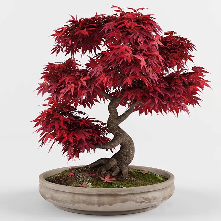 Bonsai japanese maple decorative tree 3D Model