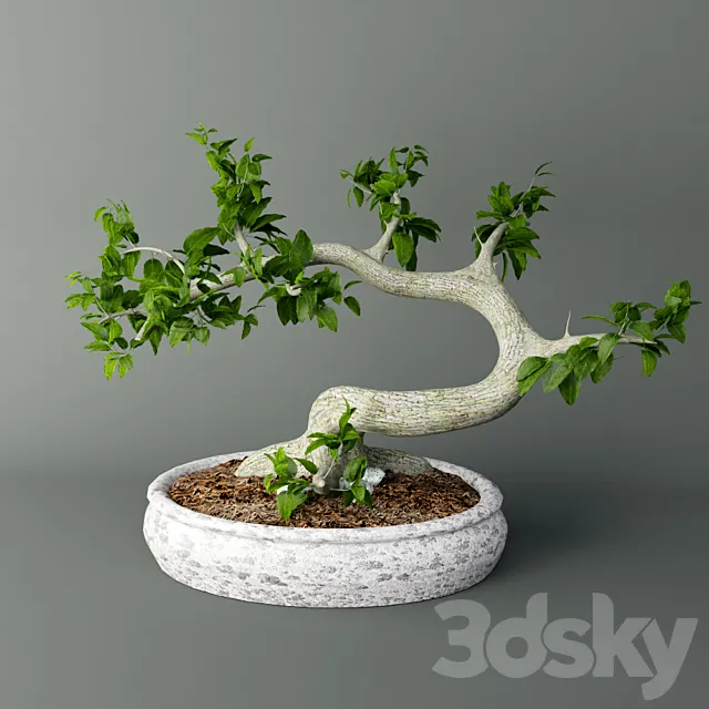 Bonsai Mayogi 3DModel