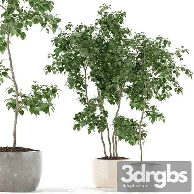 Bonsai Plant 3D Model Free