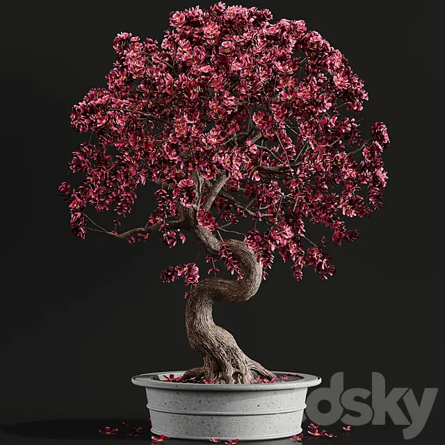 Bonsai plant 3DModel