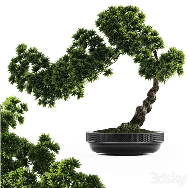 Bonsai plant (low pot) 3D Model