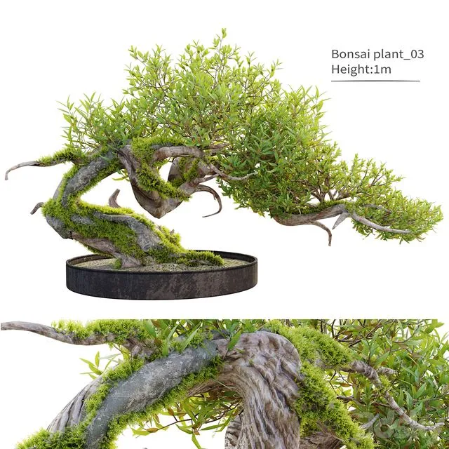 Bonsai plant_03 3D Model